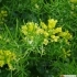 Barbarea vulgaris -- Winterkresse